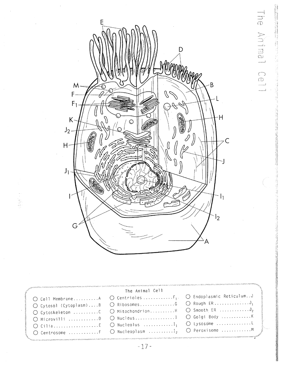 Human Cell Drawing at GetDrawings | Free download