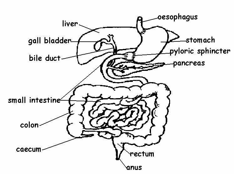 Human Digestive System Drawing At GetDrawings | Free Download