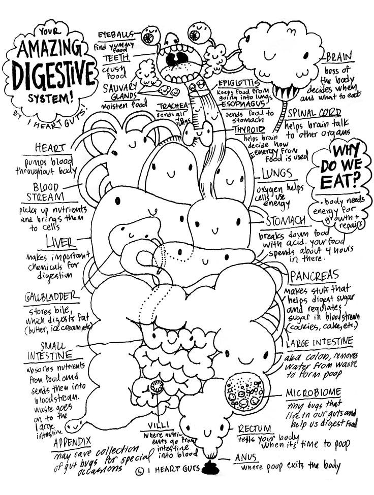 Digestive System Coloring Worksheets