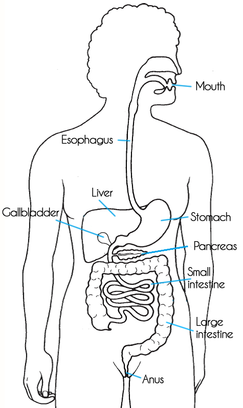 draw digestive system easy