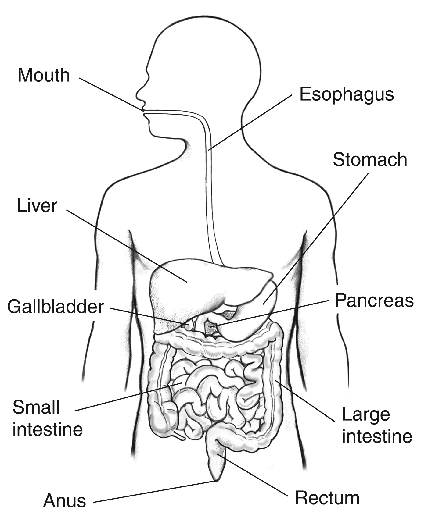 basic outline digestive system