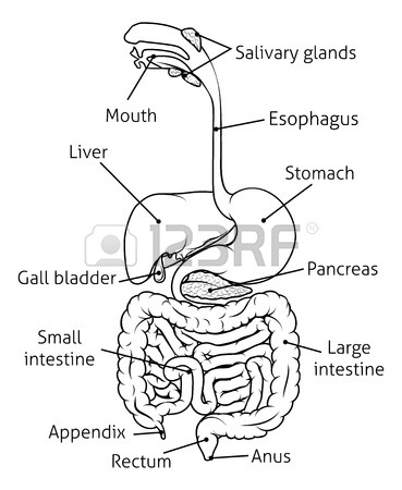 Human Digestive System Drawing At GetDrawings | Free Download