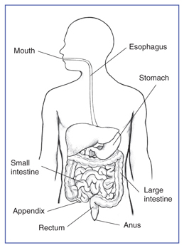 drawing digestive system human being