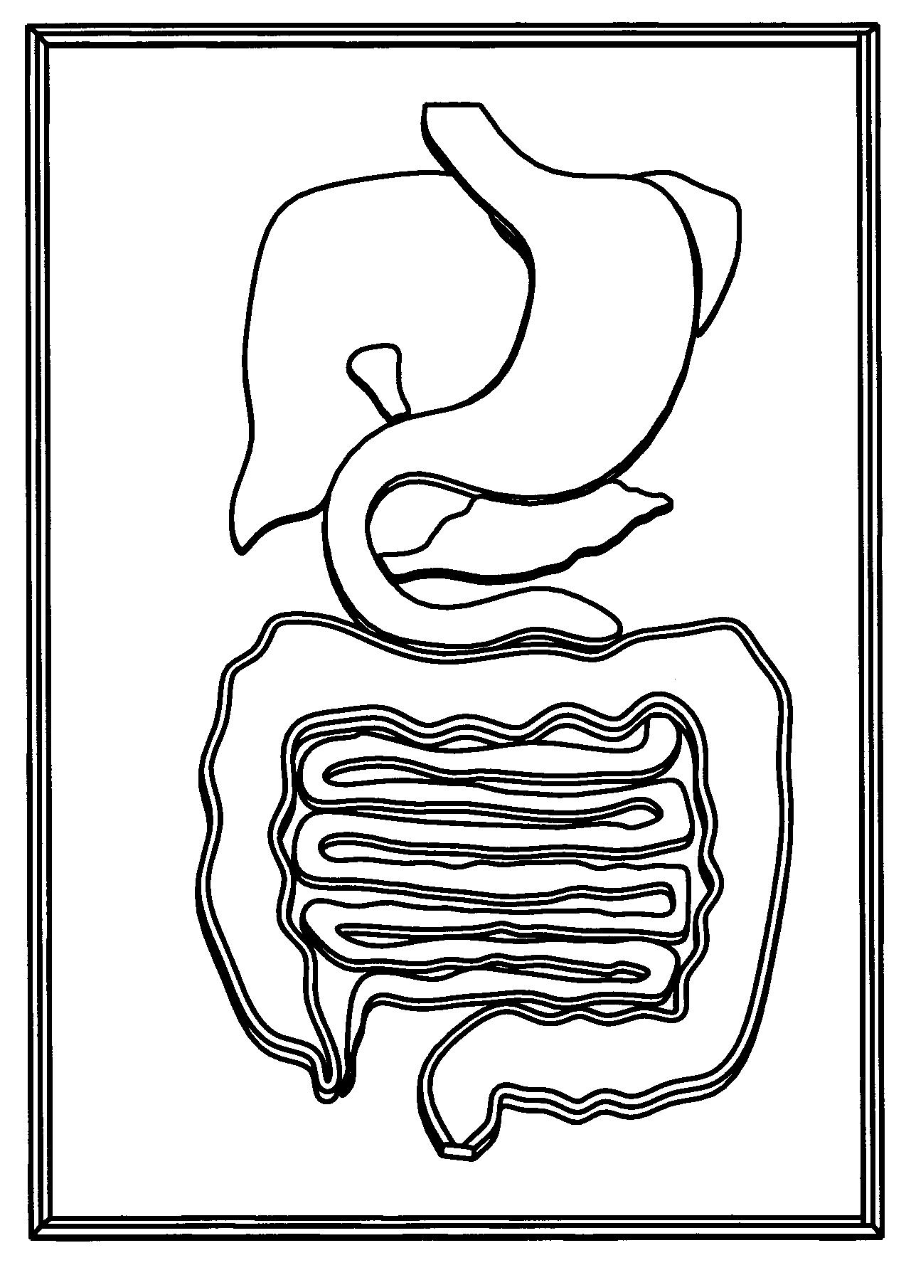 human-digestive-system-drawing-at-getdrawings-free-download