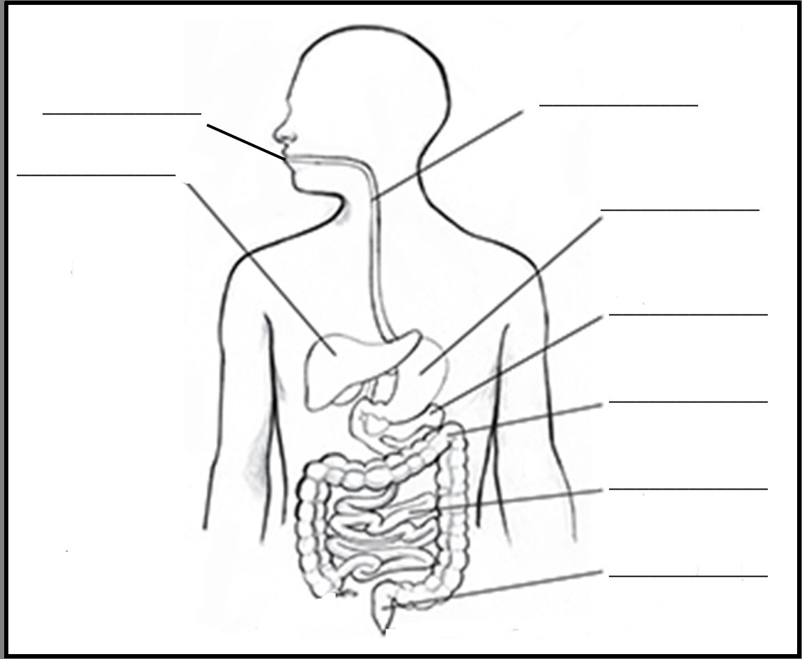 Human Digestive System Diagram Digestive System Facts Cool Kid 