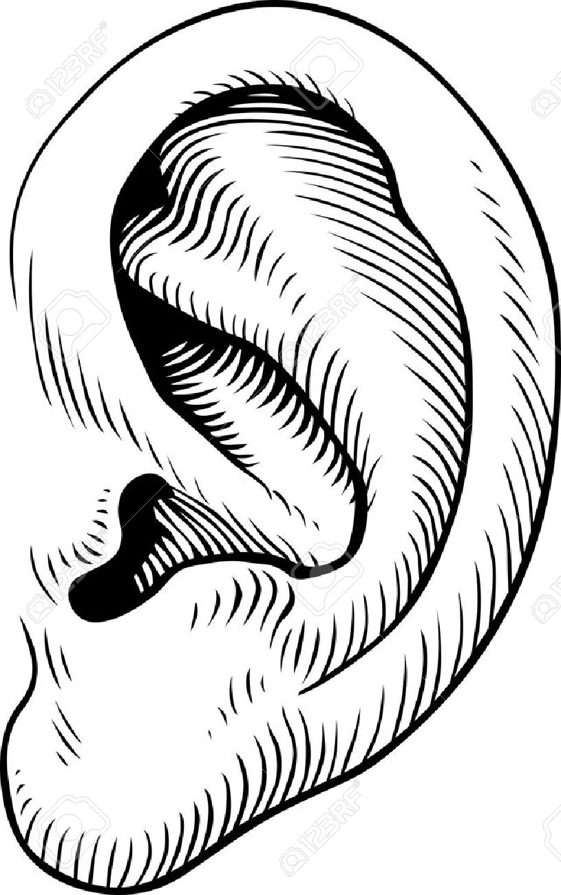 Human Ear Drawing at GetDrawings | Free download