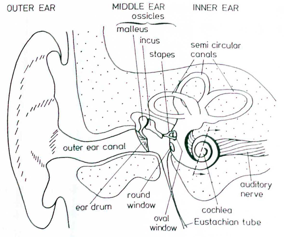Human Ear Drawing at GetDrawings | Free download
