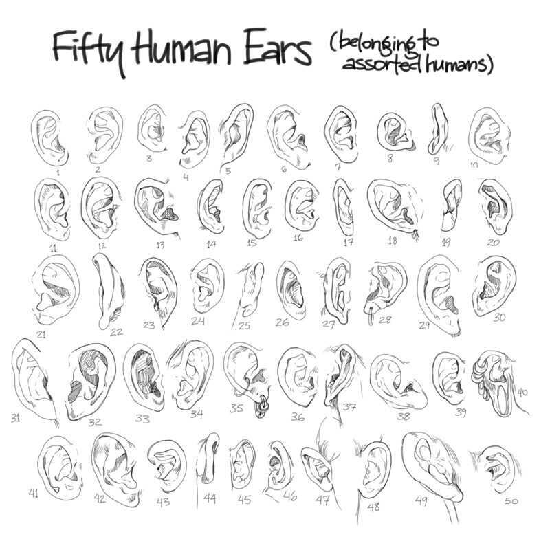 Human Ears Drawing at GetDrawings | Free download