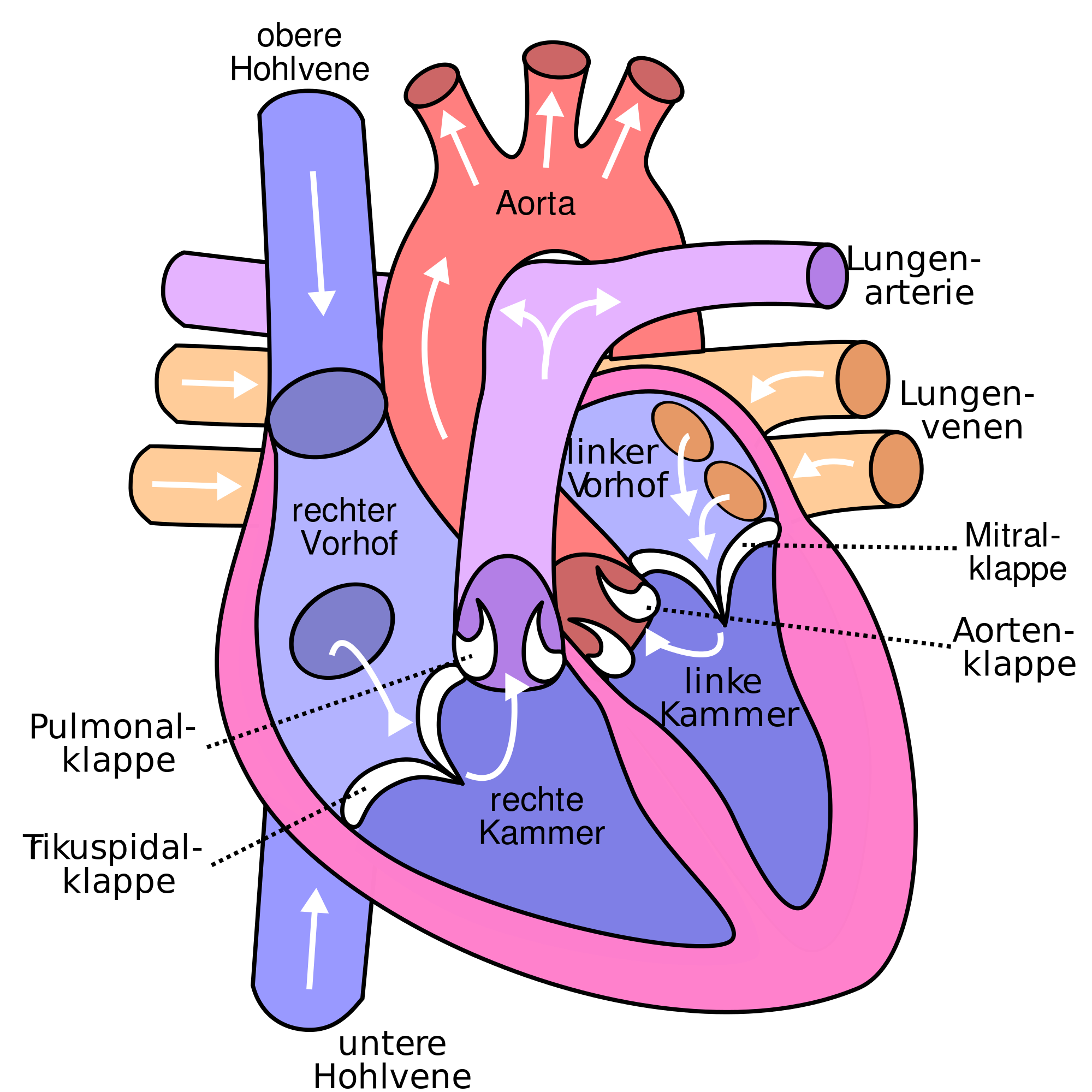 human-heart-drawing-images-at-getdrawings-free-download