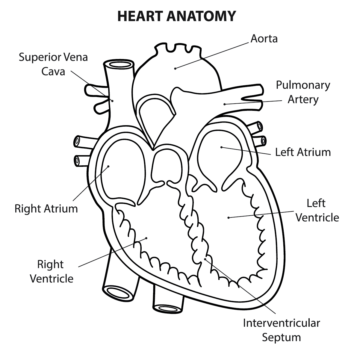 human-heart-drawing-images-at-getdrawings-free-download