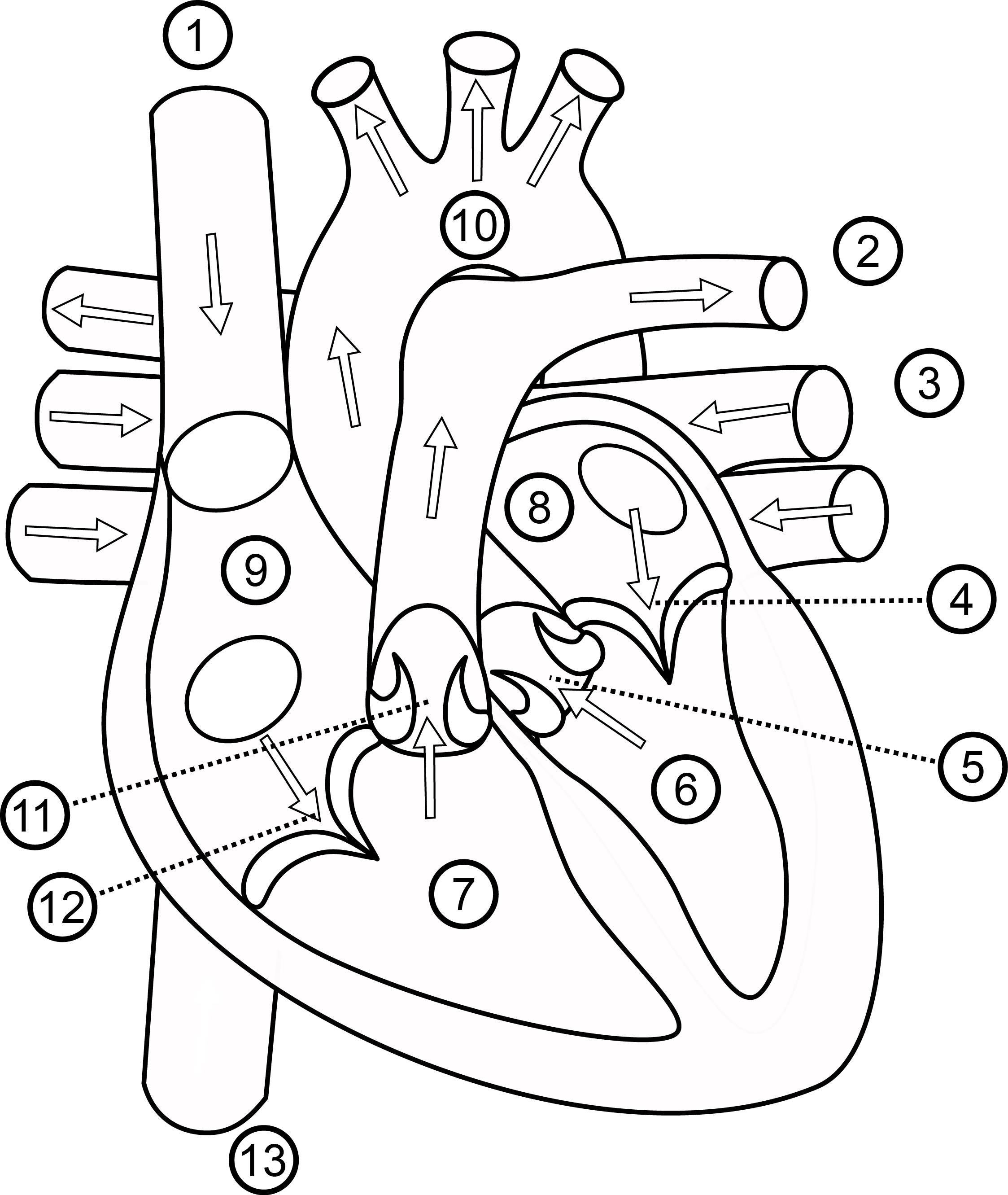 Human Heart Drawing Outline at GetDrawings Free download