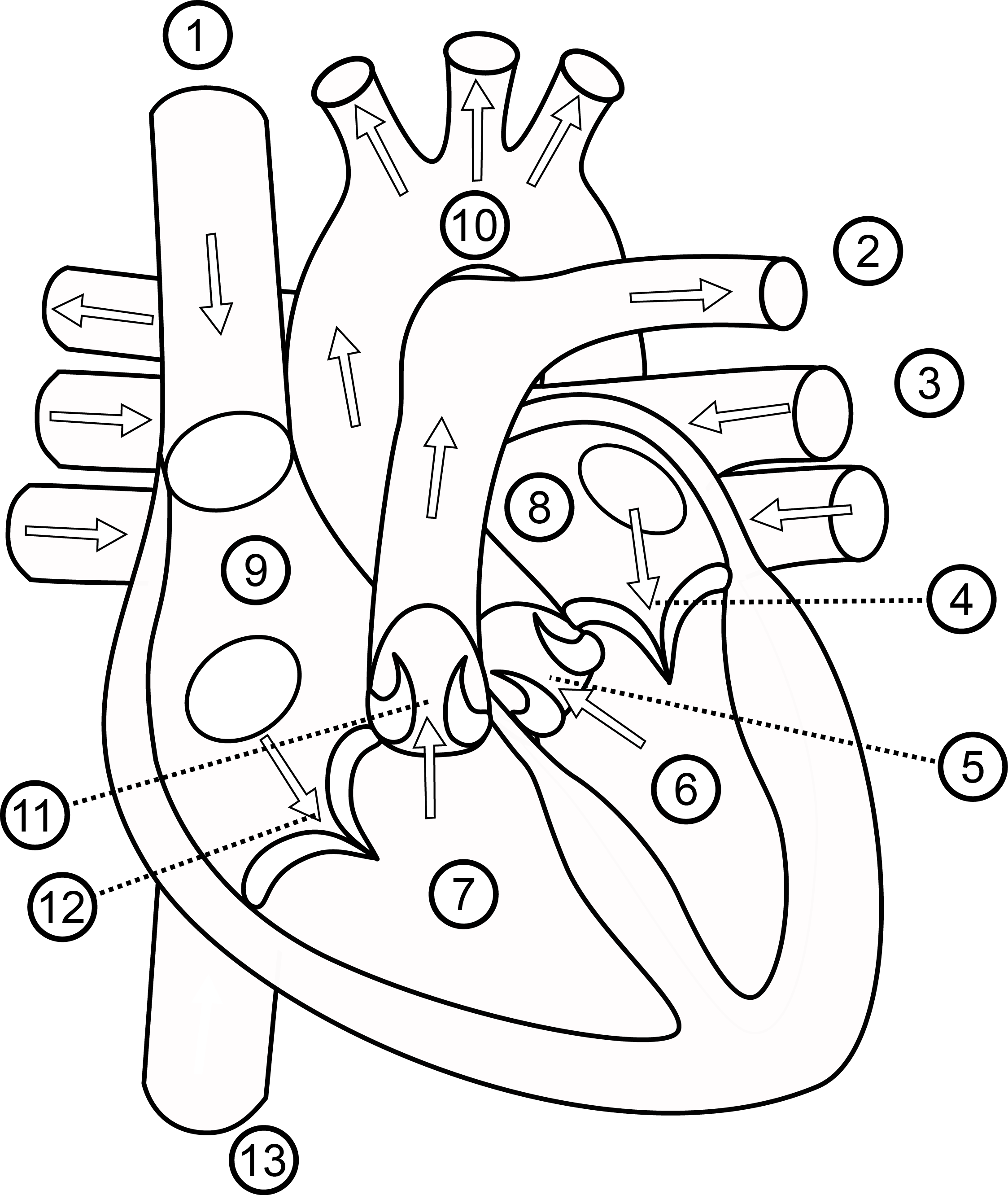 Human Heart Drawing Outline At GetDrawings Free Download