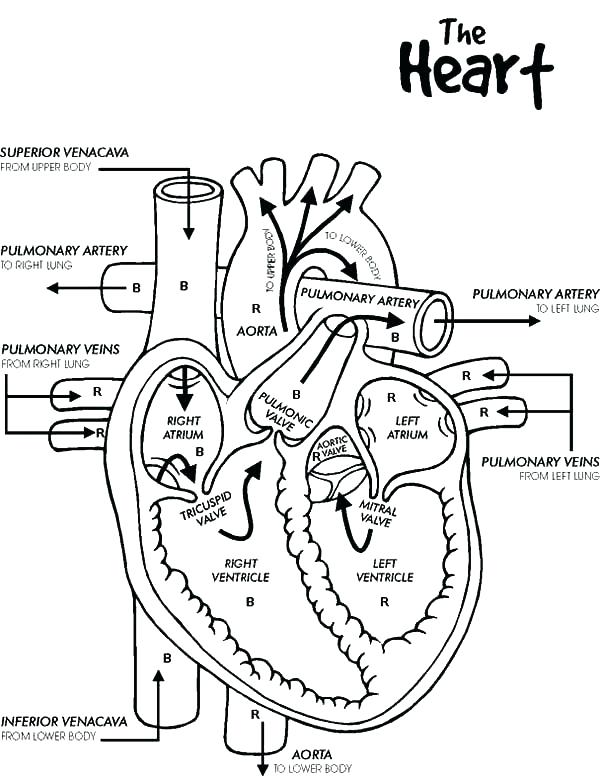 Blank Diagram Of Heart