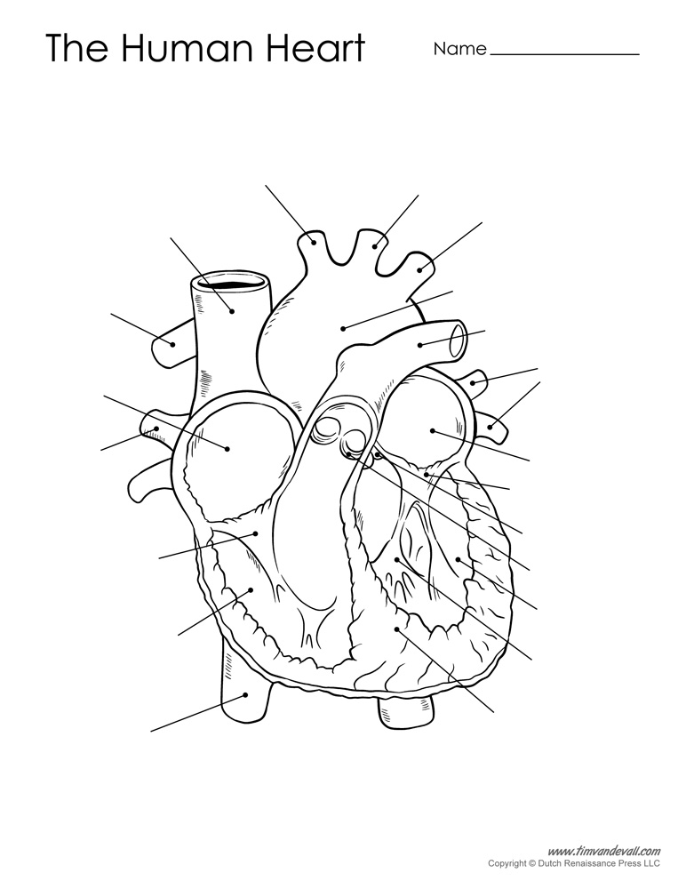 Human Heart Drawing Steps at GetDrawings | Free download