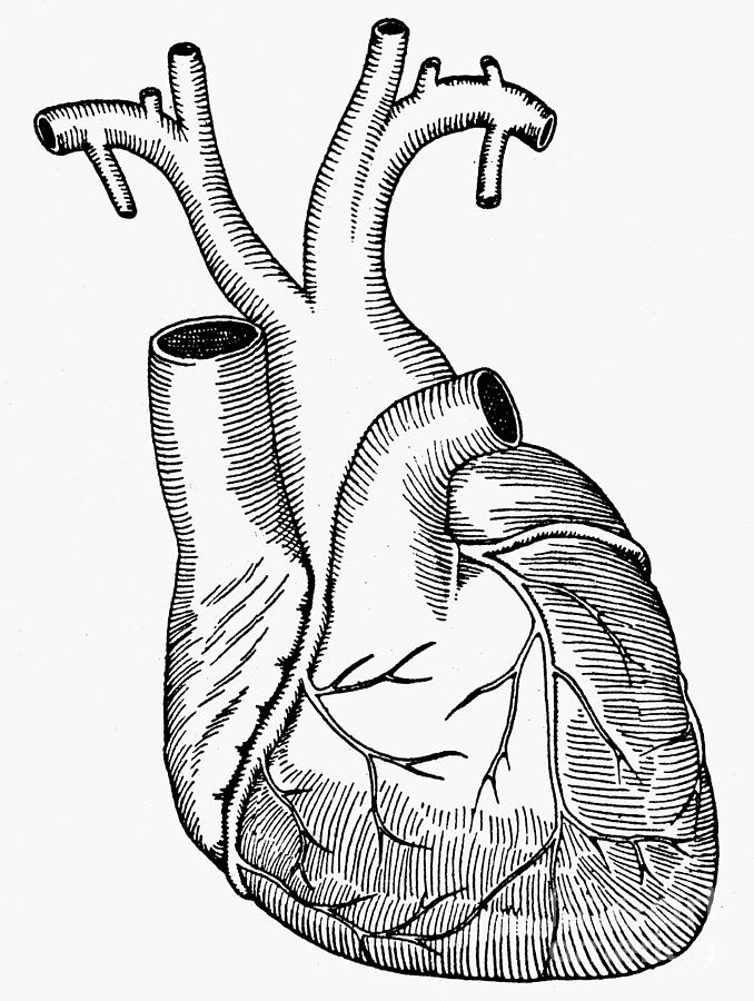 Human Heart Line Drawing At Getdrawings Free Download