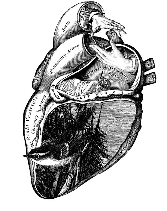 Human Heart Pencil Drawing at GetDrawings | Free download