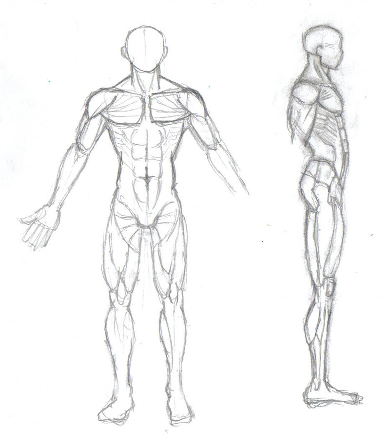 Male Anatomy Side View Drawing : How To Draw The Human Body Step By