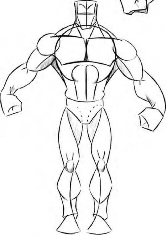 muscles of the body drawing