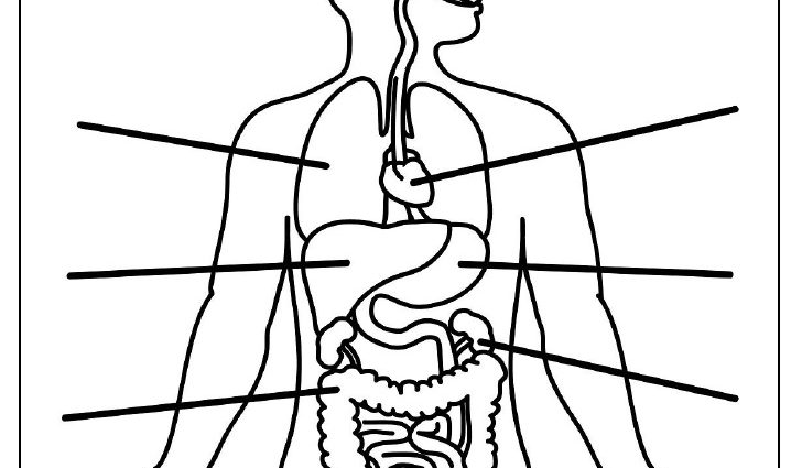 Labeled Human Torso Model Diagram / 1000+ images about Human Skeleton