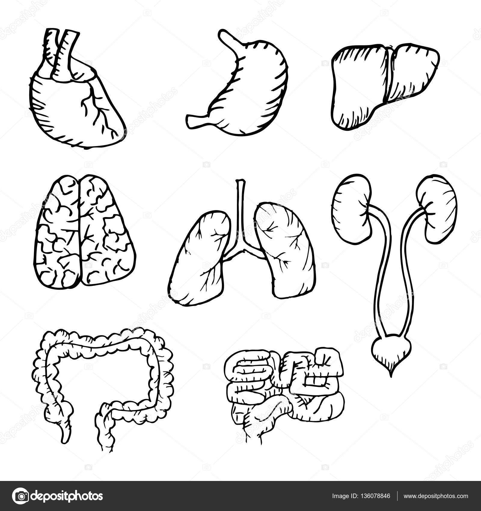 Human Organs Drawing at GetDrawings Free download