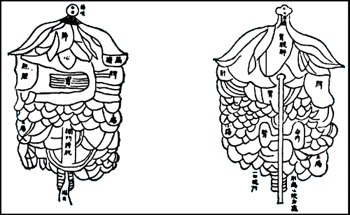 Human Organs Drawing At Getdrawings Free Download