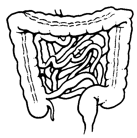 Human Organs Drawing at GetDrawings | Free download