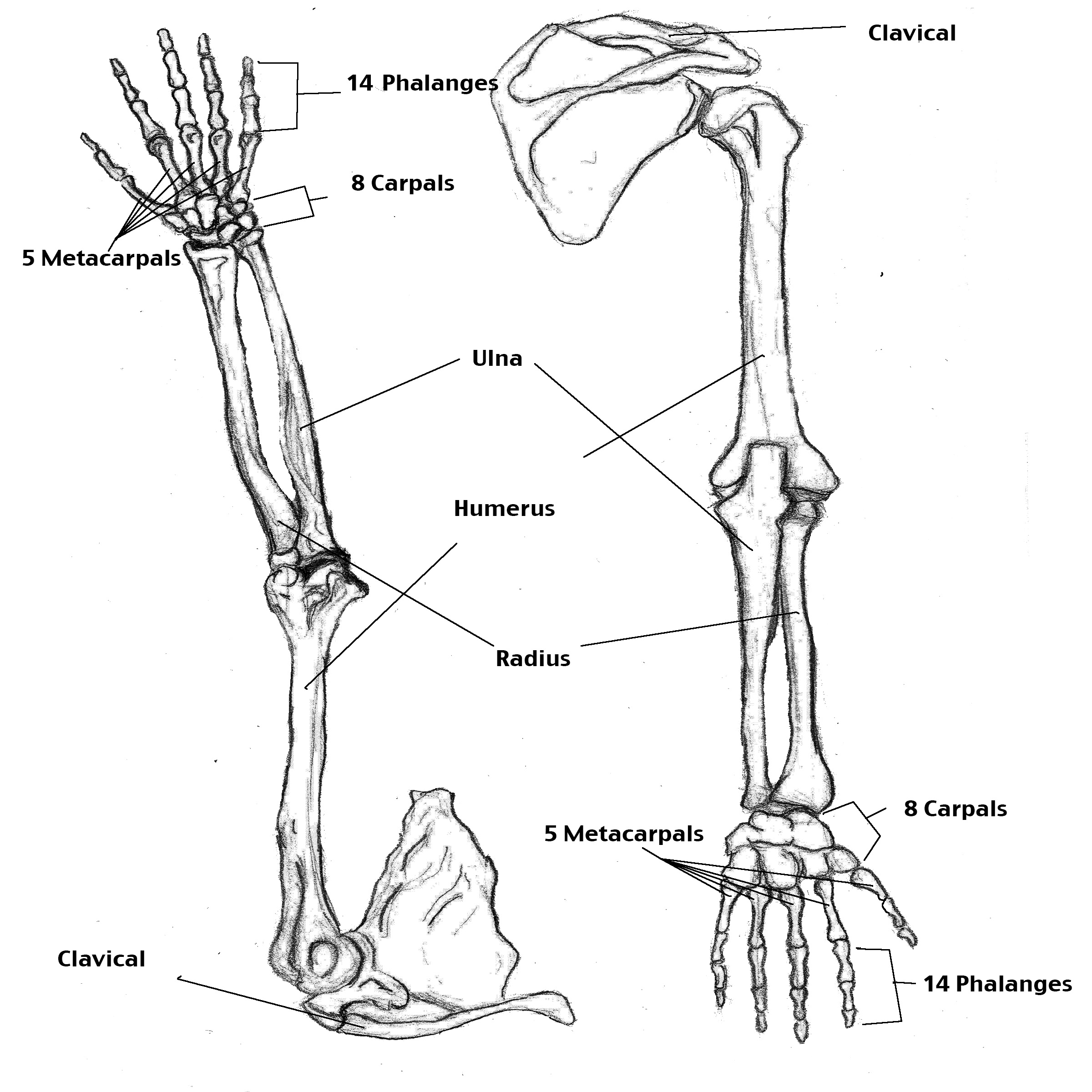 simple drawing of skeletal system