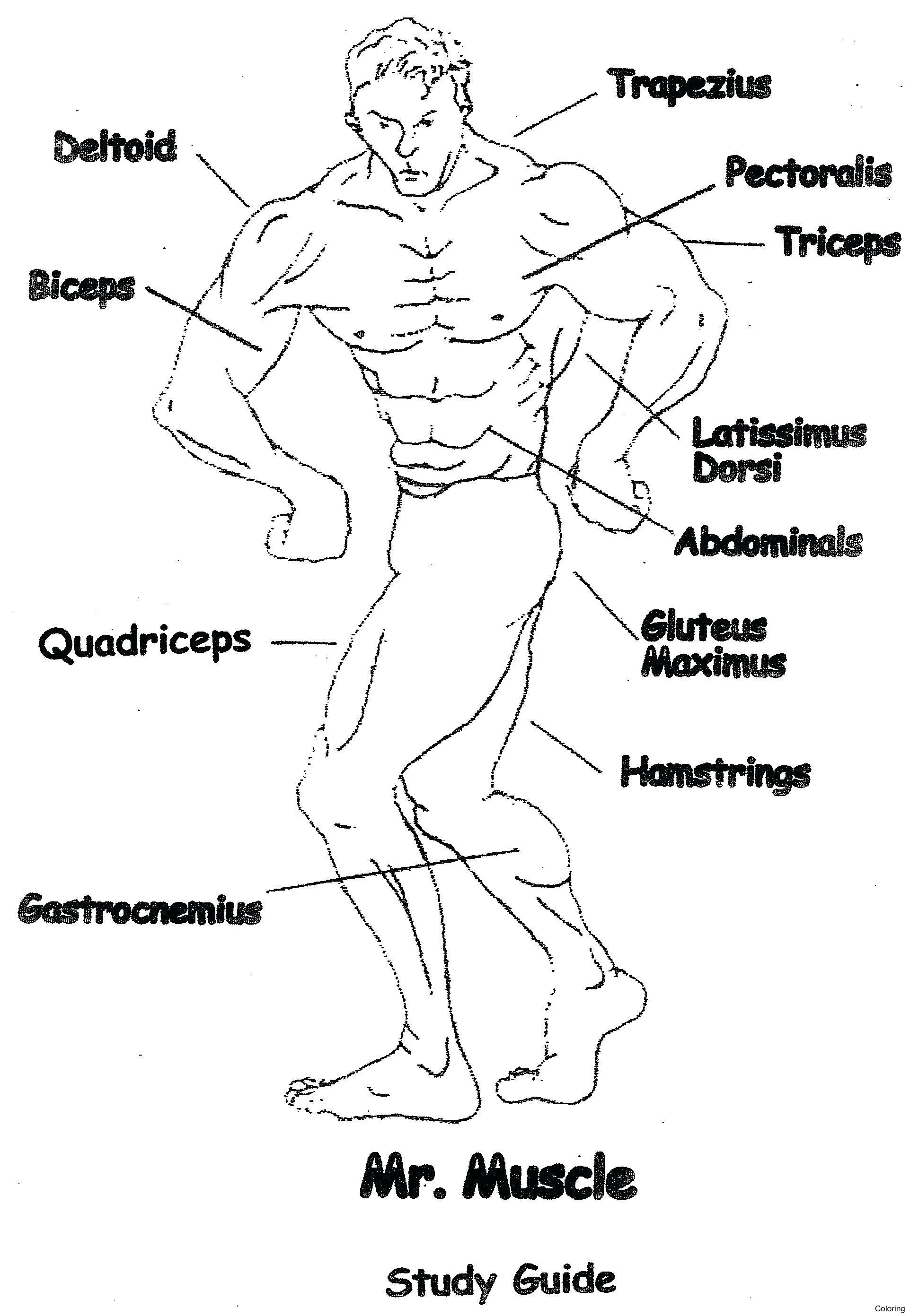 human skeletal system drawing