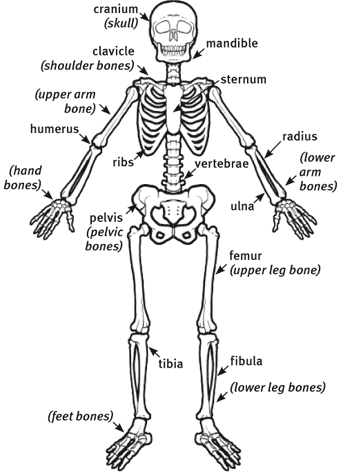 human skeleton drawing with label