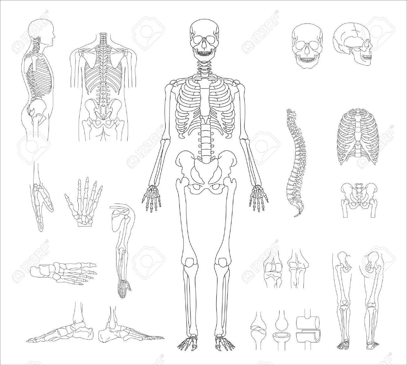 human skeletal system drawing