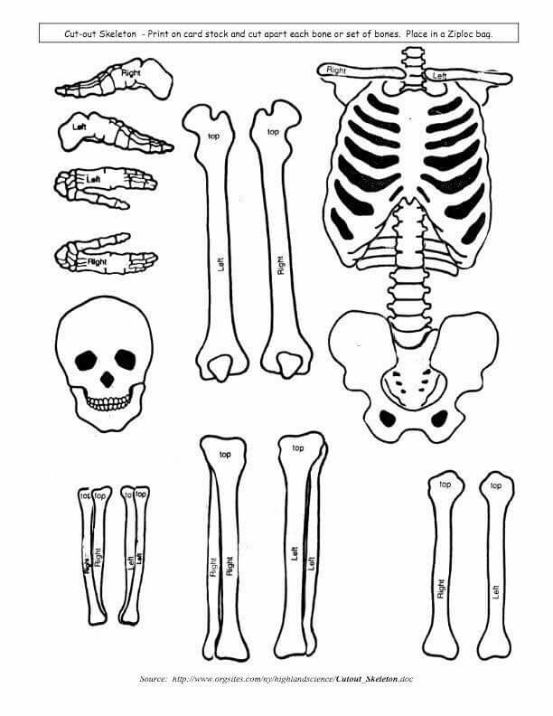 skeleton model drawing