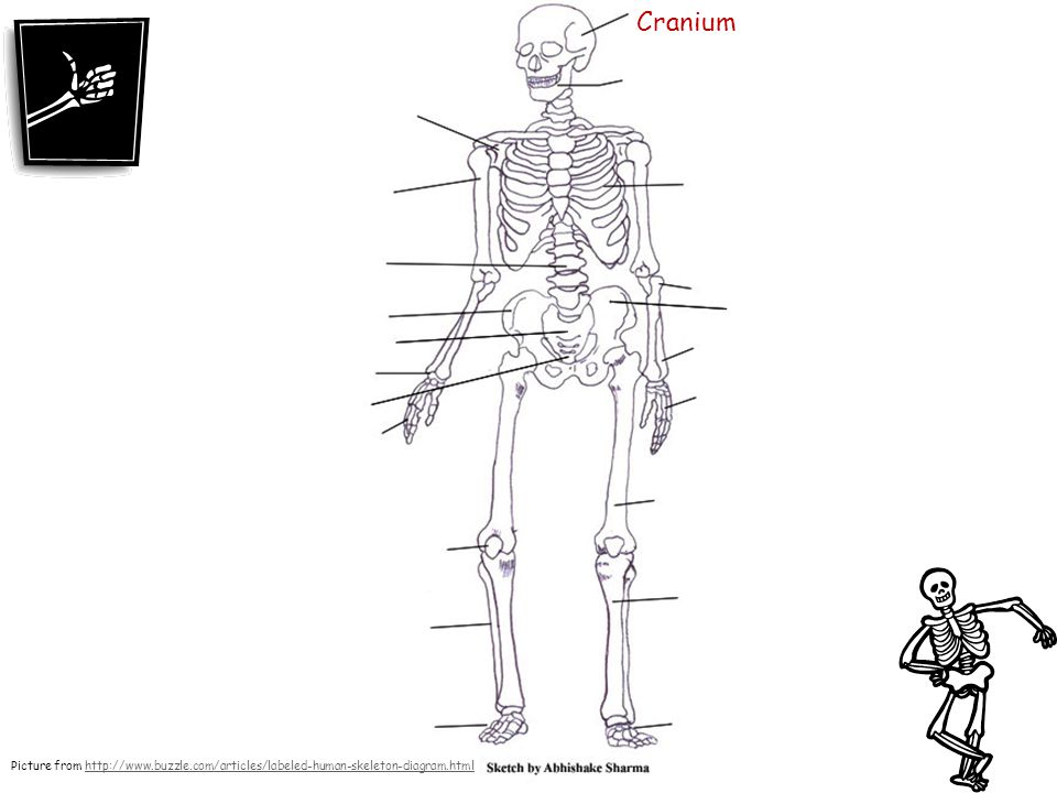 human skeletal system drawing