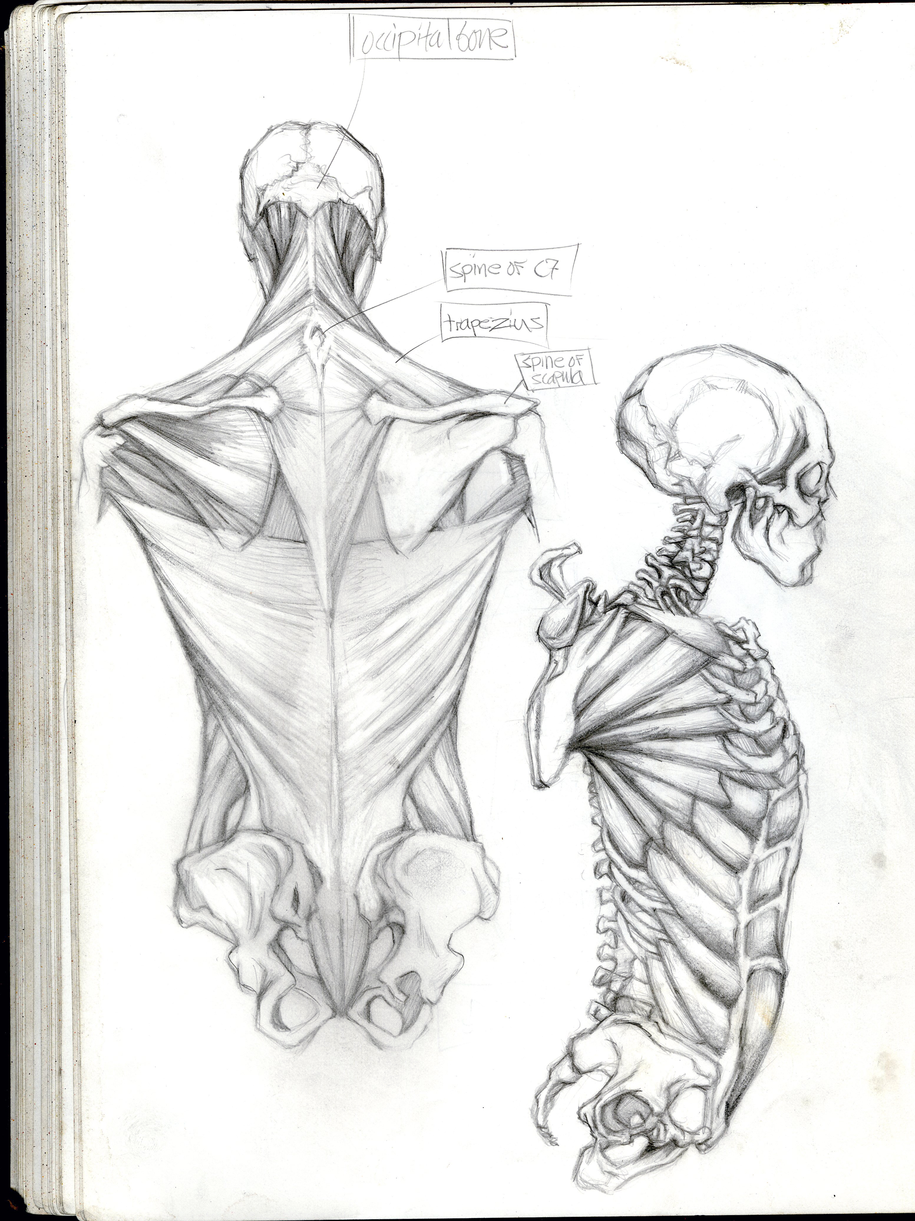 skeletal system draw