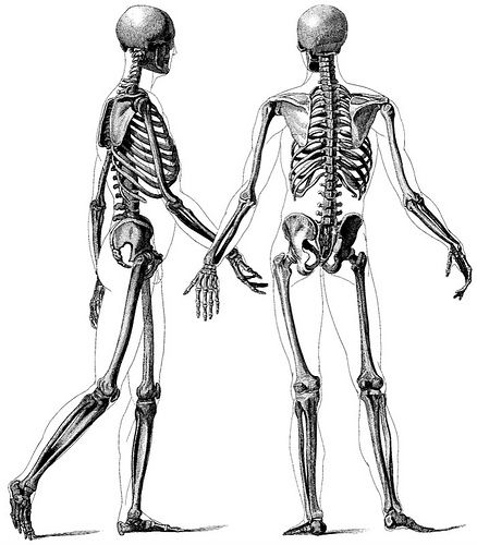 human skeletal system drawing