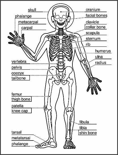 simple drawing of skeletal system