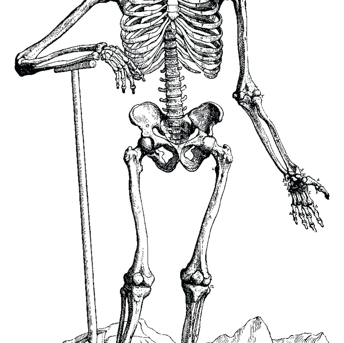 human skeletal system drawing