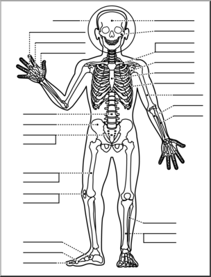 human skeletal system drawing