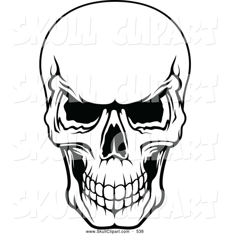 early homo skull sketch