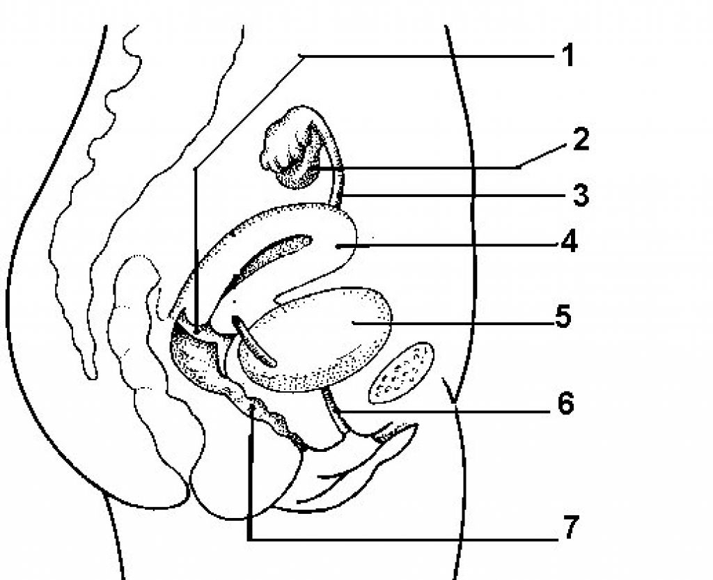 Humbody Organs Drawing At Getdrawings