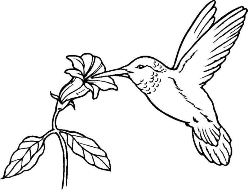 Hummingbird Drawing Clip Art at GetDrawings | Free download