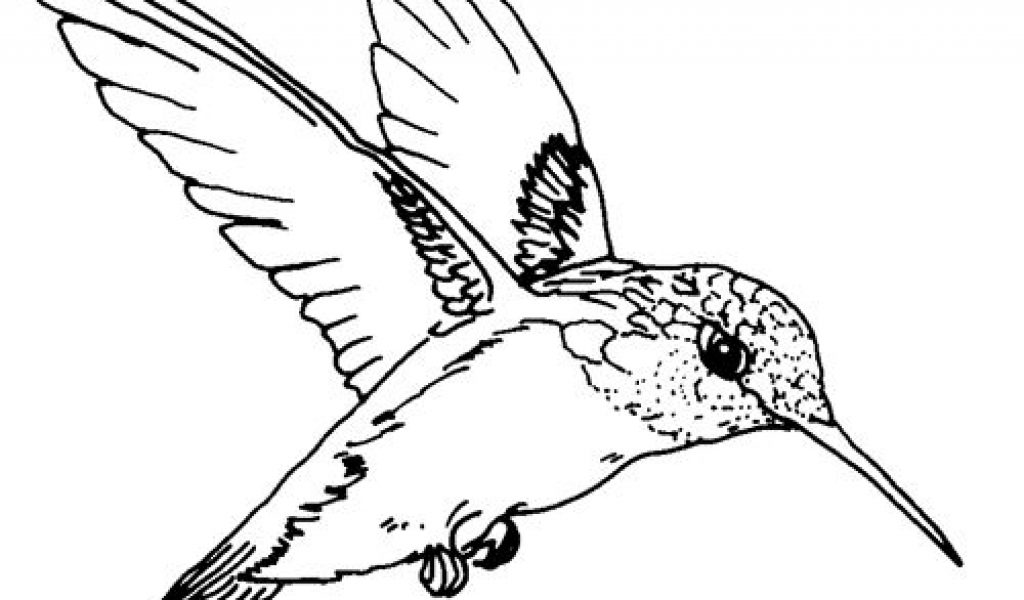 Hummingbird Drawing Easy at GetDrawings | Free download