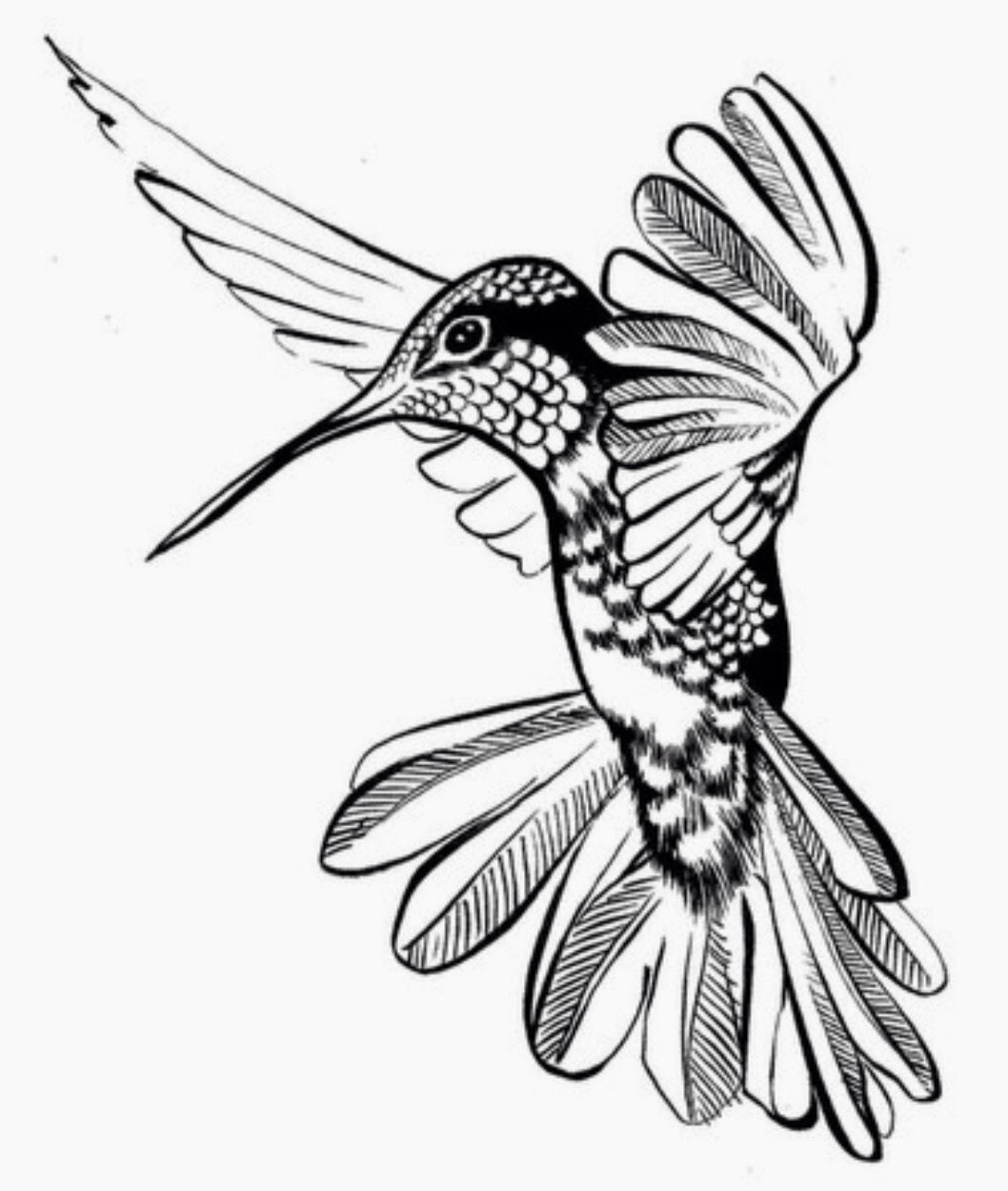 Hummingbird Line Drawing at GetDrawings Free download