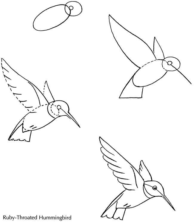 Hummingbirds Drawing at GetDrawings | Free download