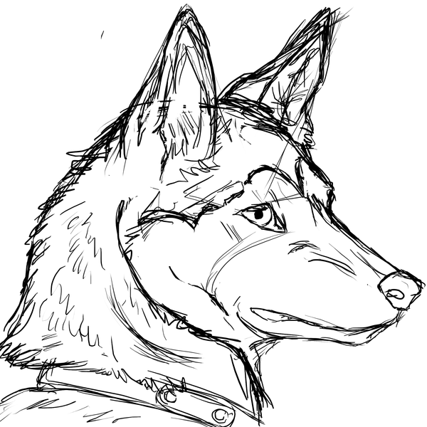 Huskie Drawing At Getdrawings 