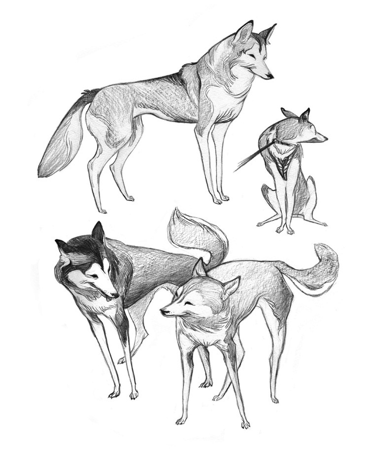 Easy Husky Sketch at PaintingValley.com | Explore collection of Easy