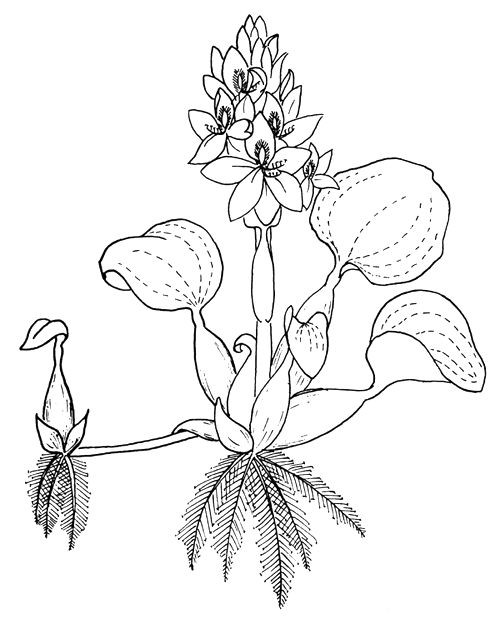 Hyacinth Drawing at GetDrawings | Free download