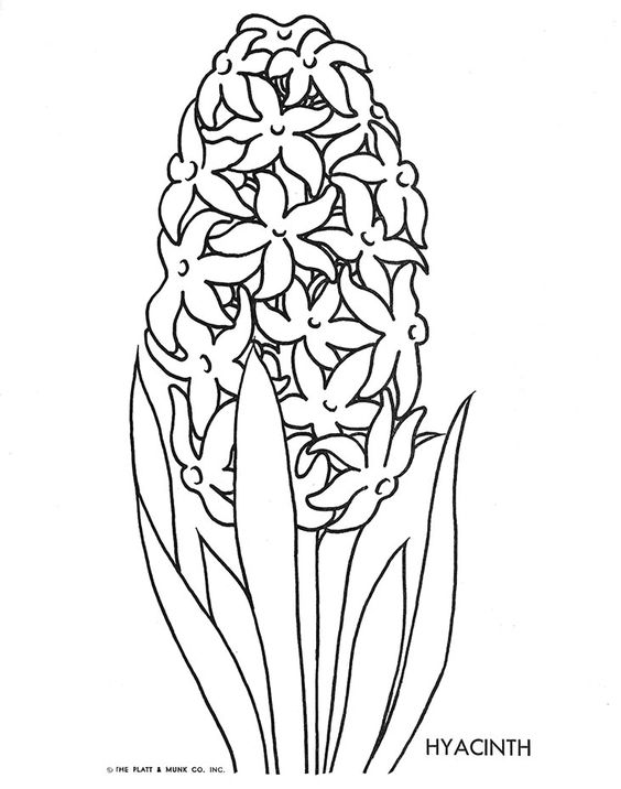 Hyacinth Drawing at GetDrawings Free download