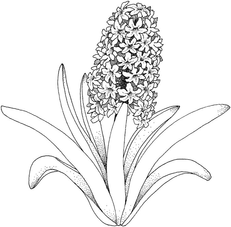 Hyacinth Drawing at GetDrawings | Free download