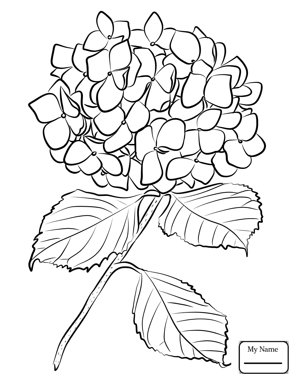 Раскраска гортензия цветок