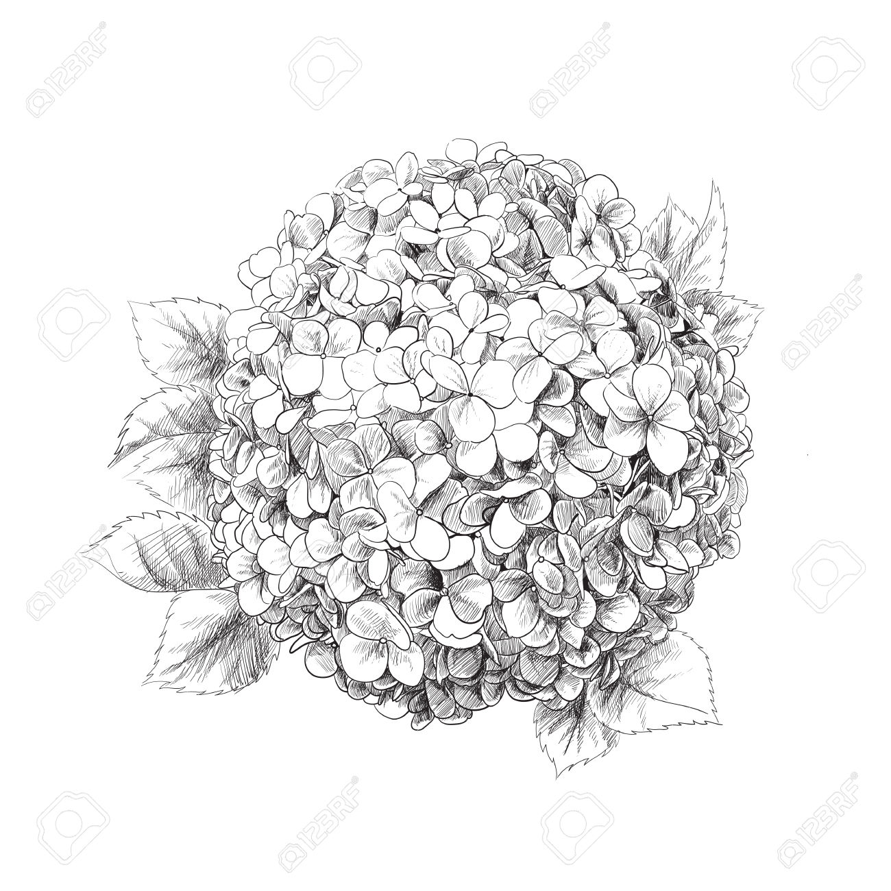 Hydrangea Line Drawing at GetDrawings Free download